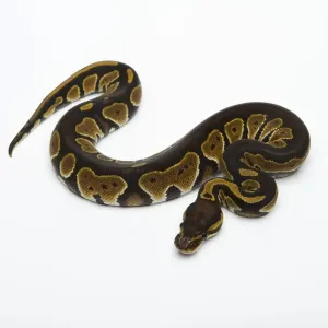 Python noir à tête noire double hétérozygote albinos fantôme, ou Python royal -Python regius-, femelle. Python noir à tête noire double hétérozygote albinos fantôme, ou Python royal -Python regius-, femelle.