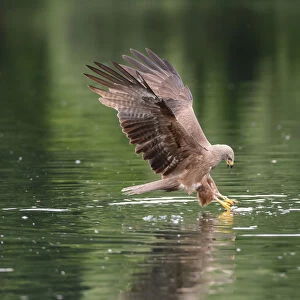 Black Kite -Milvus migrans- grabbing a fish, Mecklenburg-Western Pomerania, Germany
