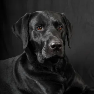 Black Labrador Retriever dog, male, Germany