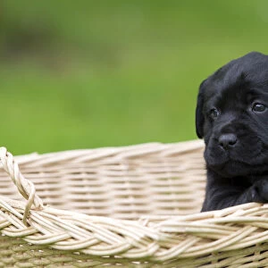 Black Labrador Retriever puppy sitting in a basket