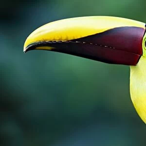 Black-mandibled toucan closeup