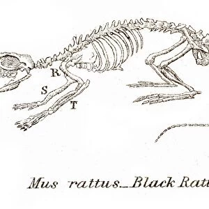 Black rat skeleton engraving 1803
