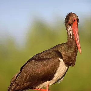Black Stork (Ciconia nigra), in a relaxed pose, Kiskunsag National Park, Hungary