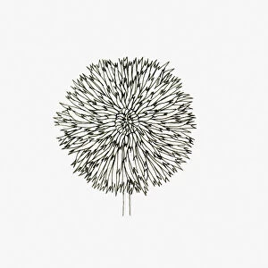 Black and White Illustration of cactus Dahlia flower head