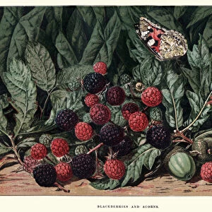 Blackberries and acorns
