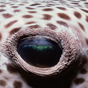 Nature & Wildlife Acrylic Blox Collection: Jeff Rotman Underwater Photography