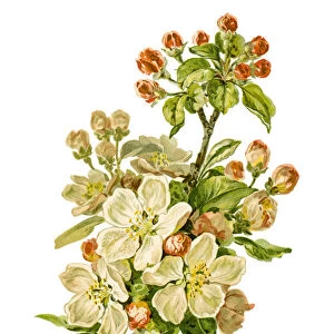 Blooming apple branch 19 century illustration