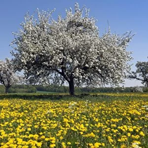 Blooming apple tree on a spring meadow