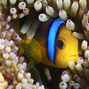 Blue Banded Clown fish hiding in an anemone, Fiji