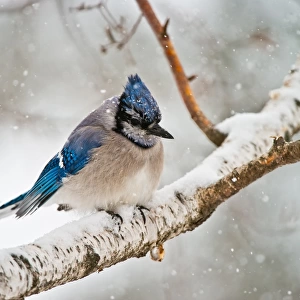Blue Jay In Winter