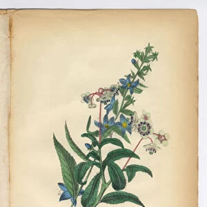 Blue Lobelia and Pipsissewa, Wintergreen, Victorian Botanical Illustration