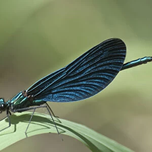 Blue-winged Beautiful Demoiselle -Calopteryx virgo-, Untergroningen, Abtsgmuend, Baden-Wurttemberg, Germany