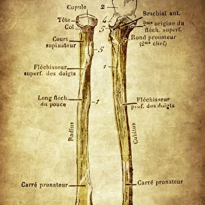 The two bones of the forearm, Ulna and Radius