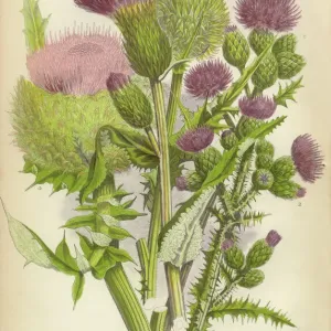 Thistle Print, Victorian Botanical Illustration, 1846 Thistle Print, Victorian Botanical Illustration, 1846
