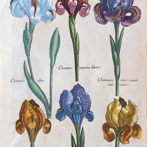 Hand-coloured copper engraving print of Iris varieties, 1719 Hand-coloured copper engraving print of Iris varieties, 1719