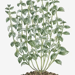 botany, cluster, cut out, day, flora, flower, green, grey, herb, leaf, marrubium vulgare