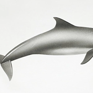 Bottlenose Dolphin, Tursiops truncatus, side view