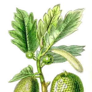 Breadfruit plant botanical engraving 1857