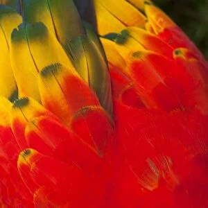 Brightly Coloured Scarlet Macaw Feather Art
