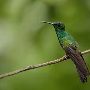 Hummingbirds Collection: Bronze Tailed Plumeleteer