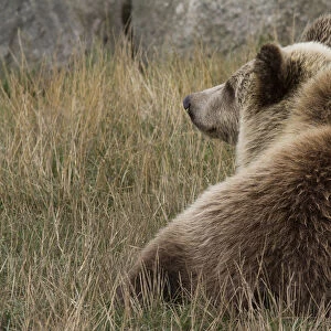 Brown Bear -Ursus arctos-, cub, in Skandinavisk Dyrepark or Scandinavian Wildlife Park, Jutland, Denmark