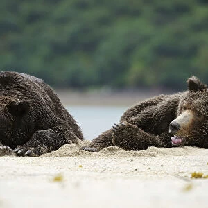 Two Brown Bears -Ursus arctos- dozing next to each other in the sand, Katmai National Park, Alaska