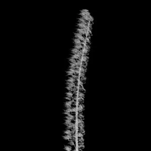 Bugbane (Actaea simplex), X-ray