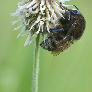 Bumblebee (Bombus) on white clover