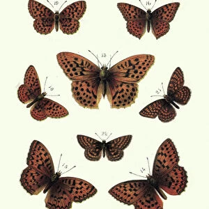 Butterfly Art Prints: Dark Green Fritillary