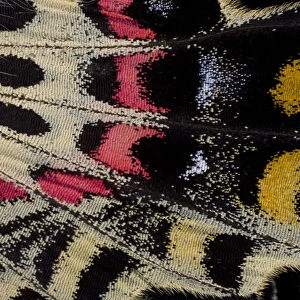 Butterfly, Scales, Close-up, Pattern, Underwing
