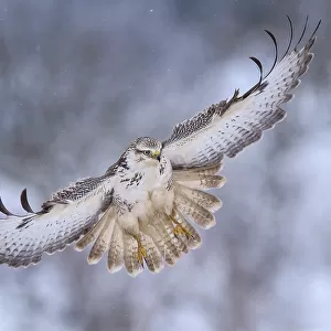 Buzzard (Buteo buteo), white morph, landing approach, light snow flurries, Biosphere Reserve Swabian-Alb, Baden-Wuerttemberg, Germany