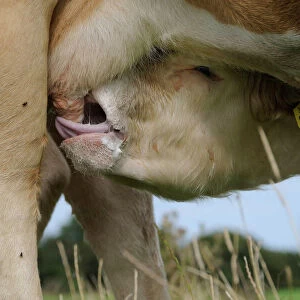 Calf suckling at the teat of a mother cow, on the Shannon, Midlands, Republic of Ireland, Europe