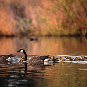 Canada Geese (Branta Canadensis) with Goslings