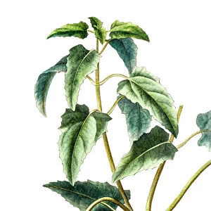 Canarina campanula, Antique Botanical Engraving