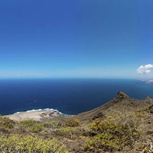 Canary Island Spurge or Hercules Club -Euphorbia canariensis-, cliffs near Casas de Tirma, El Tablado Region, Gran Canaria, Canary Islands, Spain, Europe, PublicGround