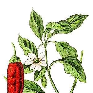Capsicum annuum (peppers and chili peppers)