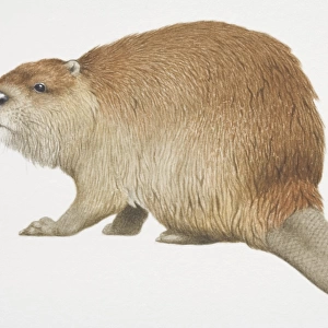 Castor canadensis, American Beaver, side view