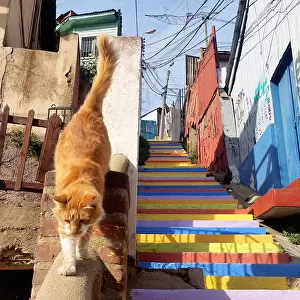 Cat and colorful stairs