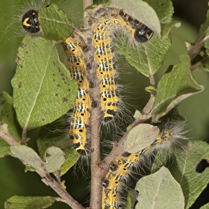 Caterpillars of Buff-tip Moths -phalera bucephala- feeding on an Eared Sallow Bush -Salicetum auritae-, Baden-Wurttemberg, Germany