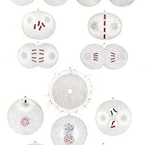 Cell division and fertilization anatomy engraving 1857