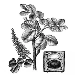 Ceratonia siliqua (carob tree)