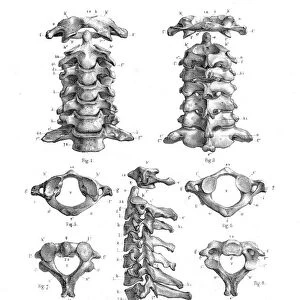 Cervical vertebrae anatomy illustration 1866