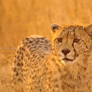 Cheetah (Acinonyx jubatus) in the high grass of the Kgalagadi Transfrontier Park, Kalahari, South Africa, Africa