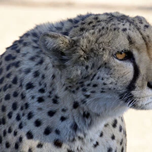 Cheetah -Acinonyx jubatus-, portrait, Karas Region, Namibia