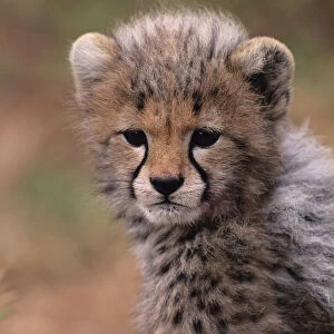 Cheetah cub (Acinonyx jubatus) on savannah, Kenya