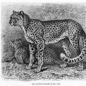 Cheetah engraving 1894
