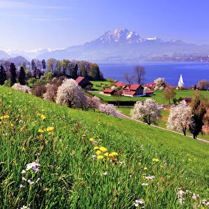 Cherry trees in full bloom at Lake Lucerne, view of Mount Pilatus, Greppen, Canton of Lucerne, Switzerland