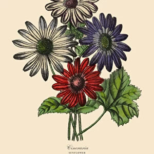 Cineraria or Sunflower Plants, Victorian Botanical Illustration