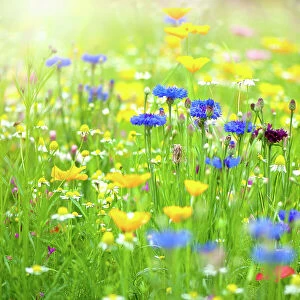 Close-up image of a beautiful summer wildflower meadow in hazy sunshine