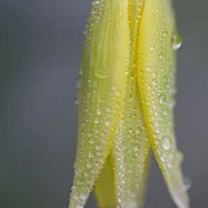 Close up of Yellow Spring Flower with Rain Droplets